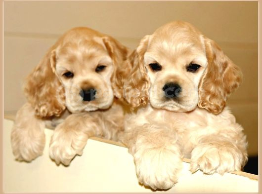 Irk Garantili Coocker Spaniel Yavruları görsel