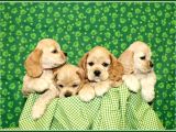 Irk garantili coocker spaniel yavruları