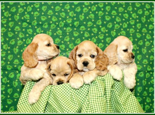 Irk Garantili Coocker Spaniel Yavruları