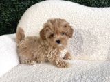 Teacup Maltipoo Bebeklerimiz Aşılı Ve Irk Garantili