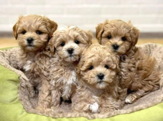 Teacup Maltipoo Bebeklerimiz Aşılı Ve Irk Garantili görsel
