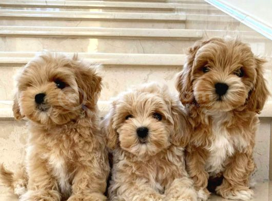 Teacup maltipoo bebeklerimiz aşılı ve ırk garantili