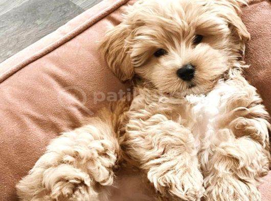 Teacup Maltipoo Bebeklerimiz Aşılı Ve Irk Garantili görsel