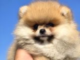 Boo Face Pomeranian Yavruları