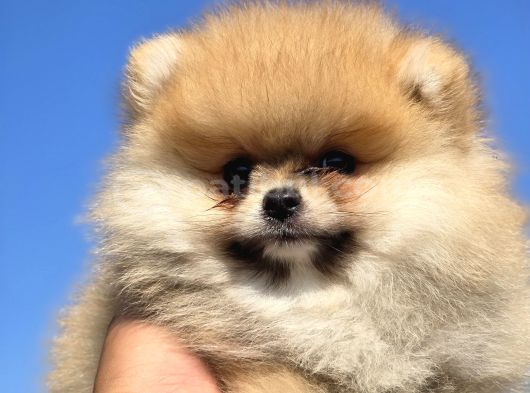 Boo Face Pomeranian Yavruları görsel