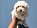 Orijinal Maltese Terrier Yavruları