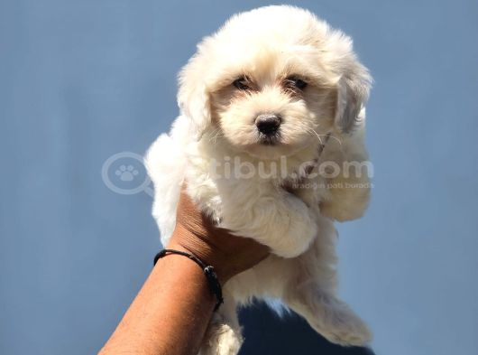 Orijinal Maltese Terrier Yavruları görsel
