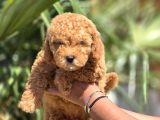 Safkan Toy Poodle Yavruları