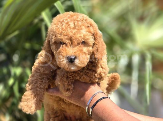 Safkan Toy Poodle Yavruları görsel