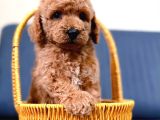 Sevi̇mli̇ A Kali̇te Malti̇poo Yavrularim