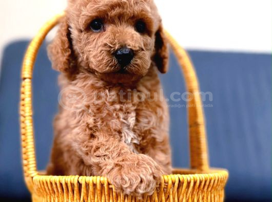 Sevi̇mli̇ A Kali̇te Malti̇poo Yavrularim görsel