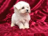 Safkan Maltese Terrier Yavruları
