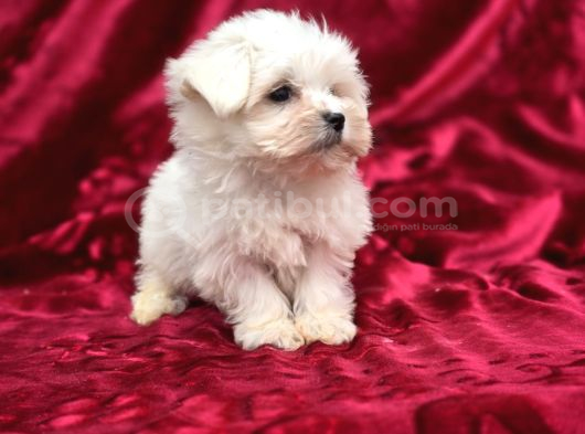 Safkan Maltese Terrier Yavruları görsel