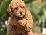 Safkan Toy Poodle Yavruları