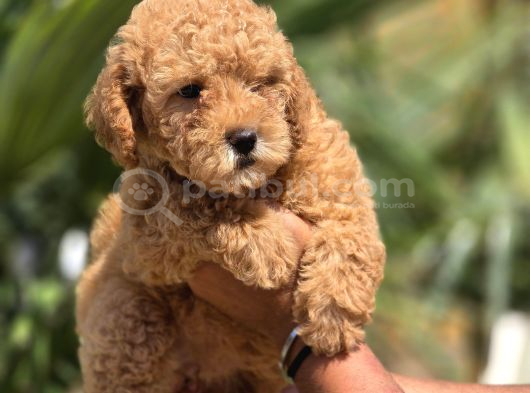 Safkan Toy Poodle Yavruları görsel