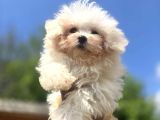Sağlıklı Ve Sevimli Maltese Terrier Yavruları