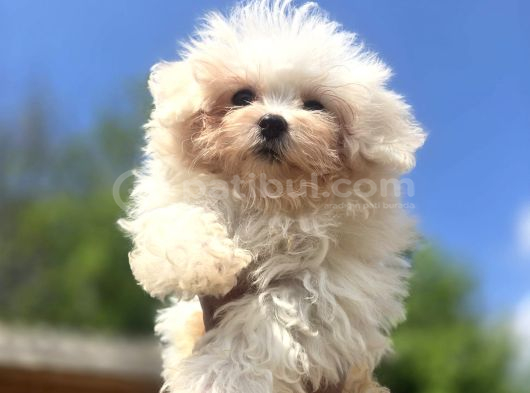 Sağlıklı Ve Sevimli Maltese Terrier Yavruları görsel