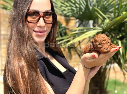 Safkan Toy Poodle Yavruları görsel