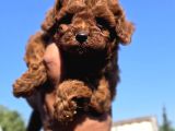 Orijinal Toy Poodle Yavrularımız