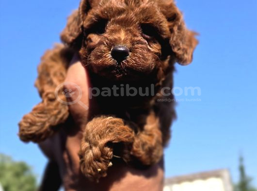 Orijinal Toy Poodle Yavrularımız görsel