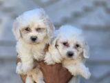 Mini Boy Maltese Terrier Yavruları
