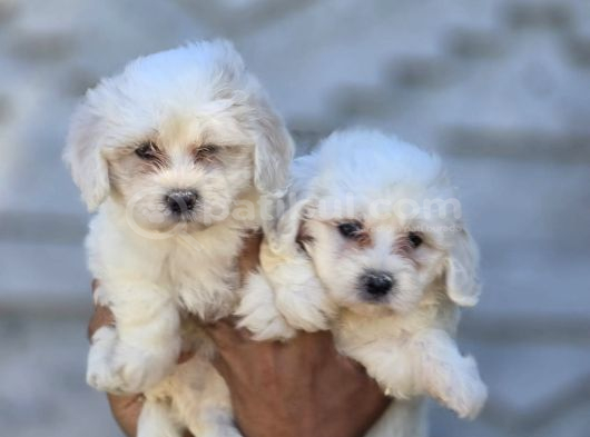 Mini Boy Maltese Terrier Yavruları görsel