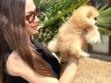 Teddy Face Pomeranian Yavruları