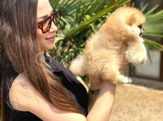 Teddy Face Pomeranian Yavruları görsel