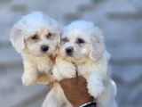 Mini Boy Maltese Terrier Yavruları