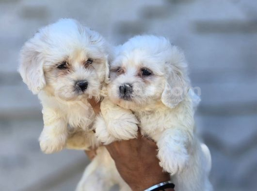 Mini Boy Maltese Terrier Yavruları görsel
