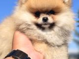 Boo Face Pomeranian Yavruları