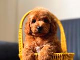 Minnak Maltipoo Yavrum
