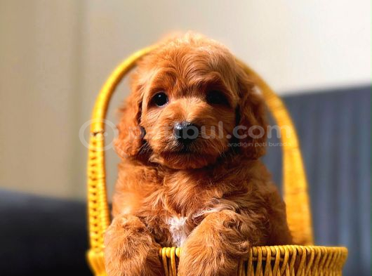 Minnak Maltipoo Yavrum görsel