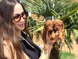 Safkan Toy Poodle Yavruları