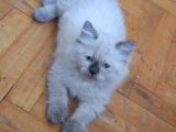 Safkan Himalayan Sağlıklı Yavru Kedi