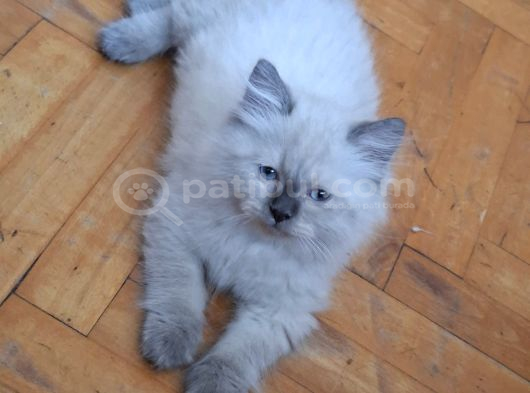 Safkan Himalayan Sağlıklı Yavru Kedi görsel