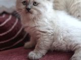 Safkan Himalayan Sağlıklı Yavru Kedi
