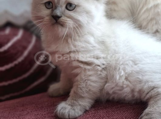 Safkan Himalayan Sağlıklı Yavru Kedi görsel