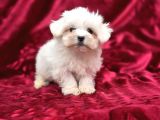 Safkan Maltese Terrier Yavruları