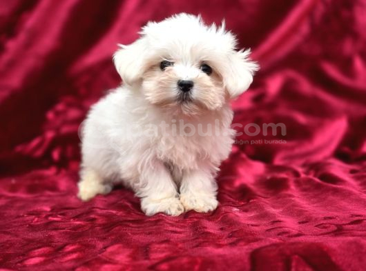 Safkan Maltese Terrier Yavruları
