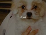 4 Aylık Maltipoo  İstanbul Esenyurt