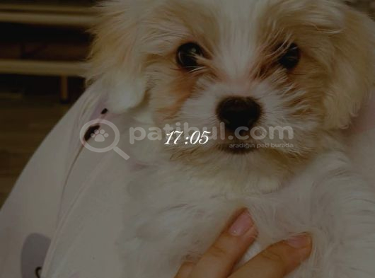 4 Aylık Maltipoo  İstanbul Esenyurt