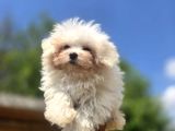 Sağlıklı Ve Sevimli Maltese Terrier Yavruları