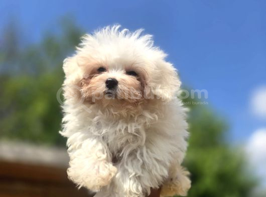 Sağlıklı Ve Sevimli Maltese Terrier Yavruları görsel