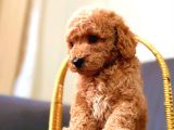 Sevi̇mli̇ A Kali̇te Malti̇poo Yavrularim