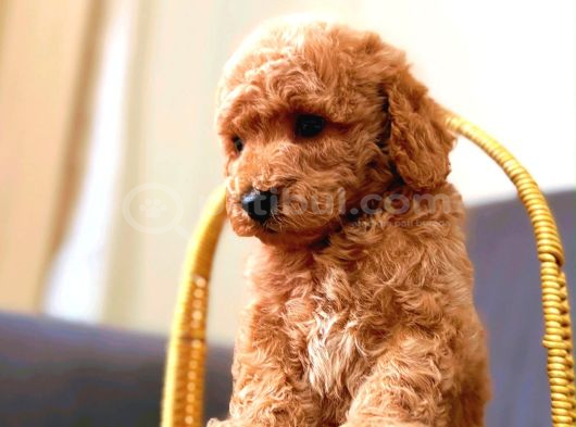 Sevi̇mli̇ A Kali̇te Malti̇poo Yavrularim görsel
