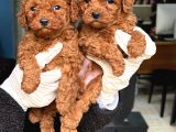 Anatomi̇ Hari̇kasi Oyuncak Boy Poodle Bebekler