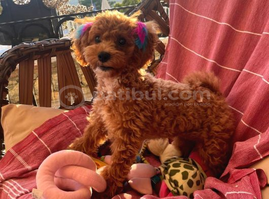 6 Aylık Dişi Çok Güzel Toy Poodle