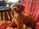 6 Aylık Dişi Çok Güzel Toy Poodle