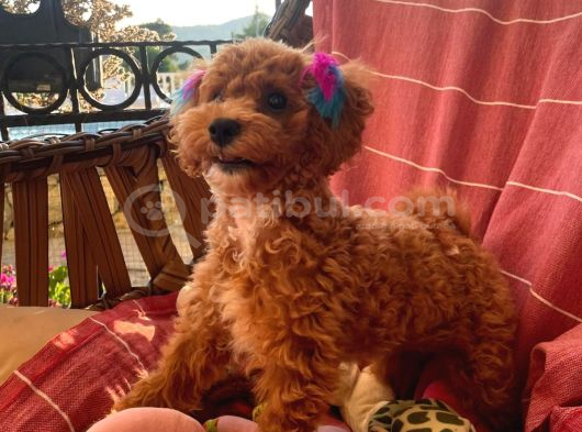 6 Aylık Dişi Çok Güzel Toy Poodle görsel